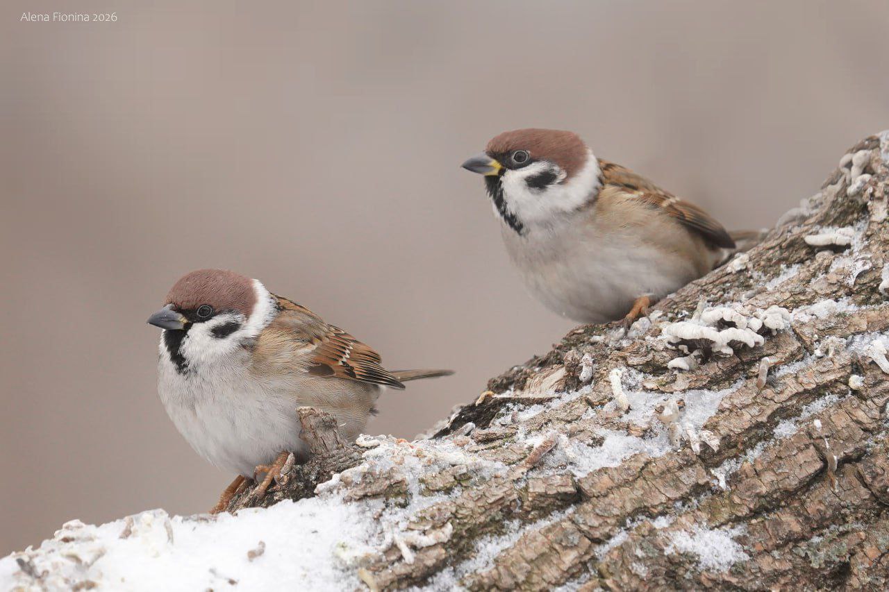 Автор фото: Елена Фионина.