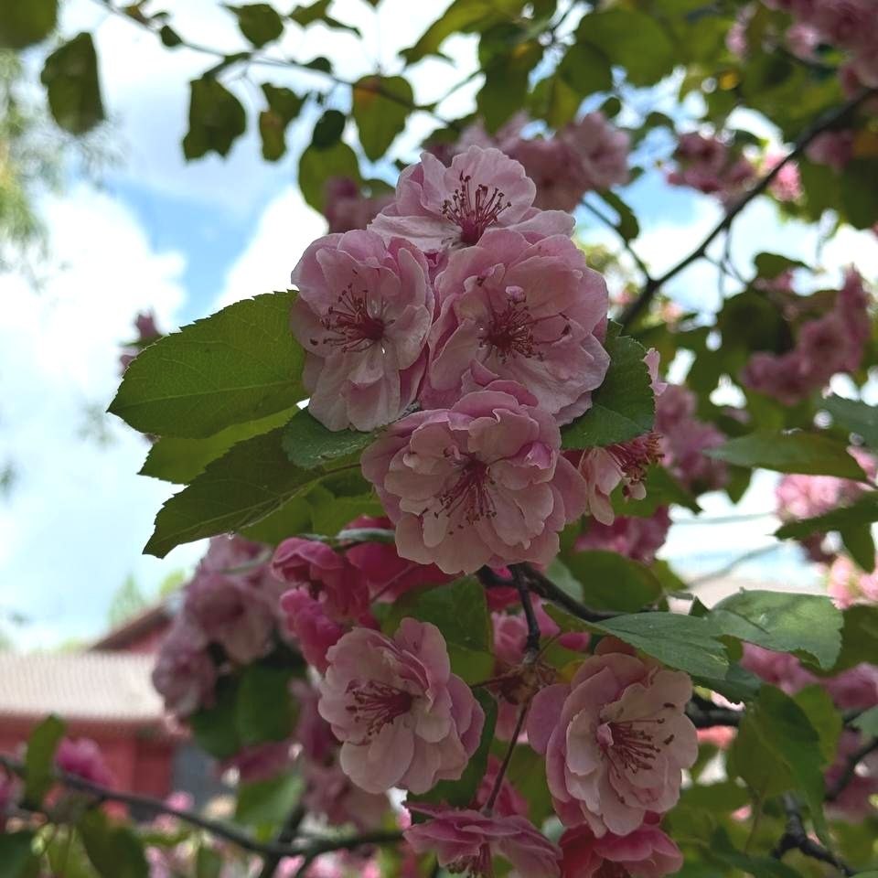 Где посмотреть сакуру в 2026 году: лучшие локации сакура цветы весна цветение бесплатно