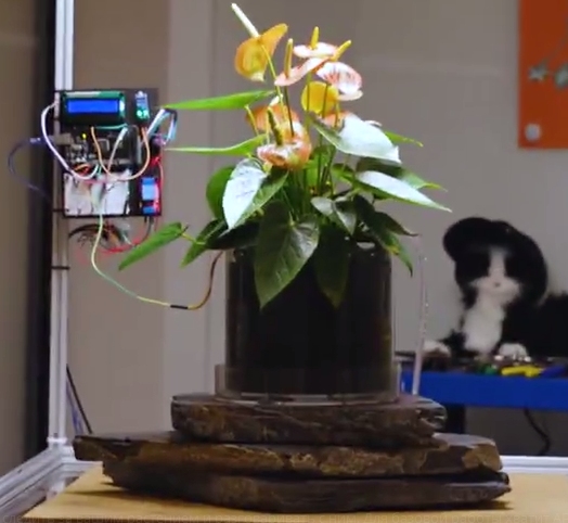 Компания OpenAI опубликовала на GitHub проект Plant Talk — коннектор, которые позволяет ИИ следить за вашим растением и разговаривать с ним. 